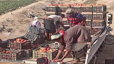 بعد خسائر مادية كبيرة.. مزارعو أحور يطالبون بإنشاء مصنع للطماطم